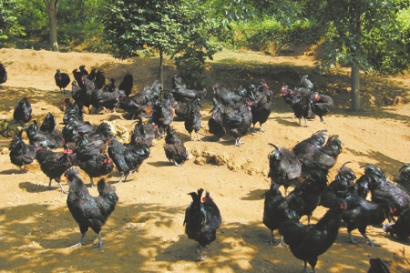 小乌鸡走向大市场 兴文山地乌骨鸡成功上线京